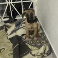 سگ مالیونز بلژیکی اصیل اصل