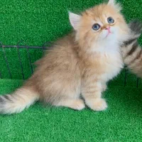 بریتیش گلد لانگهیر