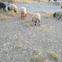 بره