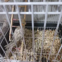 عروس هلندی|پرنده|مشهد, شهید شهریاری|دیوار