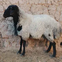 بره شال 18ماهه|حیوانات مزرعه|میبد, |دیوار