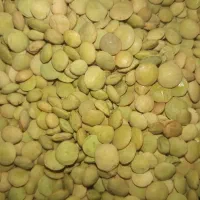 عدس یل آباد(کوهین)