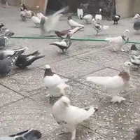 دسته بهبهونی وشهری ۴۲تانر ۸عددماده روهم جفتی۸۰۰|پرنده|شیراز, صنایع الکترونیک|دیوار
