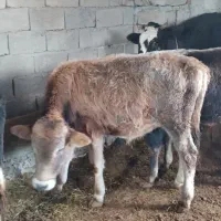 گوساله|حیوانات مزرعه|قره ضیاالدین, |دیوار