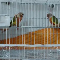 جفت گرینچیک به شرط تخم