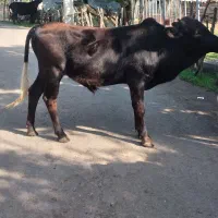 فروش کلچه