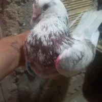معاوزه کفتر نر با ماده|پرنده|کرج, انبار مپنا|دیوار