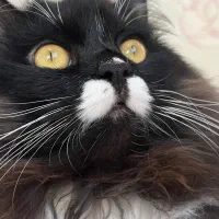 گربه پرشین نر|گربه|بابل, |دیوار