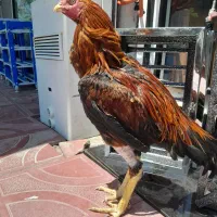 خروس لاری ۱۴ماهه