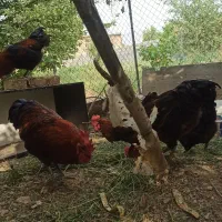 مرغ و خروس محلی چاق و سرحال