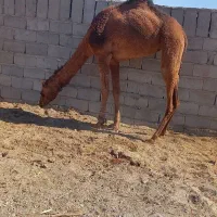 شتر ماده ۴ سال|حیوانات مزرعه|بم, |دیوار