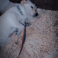 سگ‌پاکوتاه فروشی فوری|سگ|گرگان, |دیوار