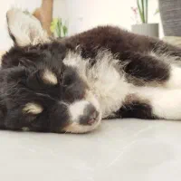 سگ (هاسکی میکس)|سگ|بوشهر, |دیوار