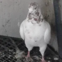 کله ای ماده