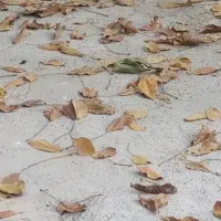 دو عدد سگ|سگ|فارسان, |دیوار