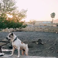 واگذاری افغان اصیل|سگ|سبزوار, قصبه غربی|دیوار