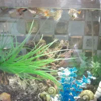 اکواریوم با تمام لوازم و ماهی|ماهی|آبیک, |دیوار