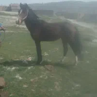مادیون ترکمن اصل هنوز روبه رشده