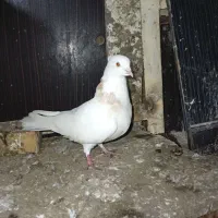 کبوتر رنگی|پرنده|حمیدیه, |دیوار