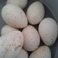 تخم بوقلمون