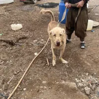 سگ پژدر عراقی سرابی