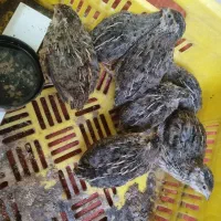 جوجه بلدرچین تخمی