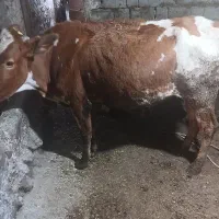 گاو گوساله ماده
