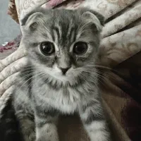 بچه گربه اسکاتیش|گربه|قم, شهرک قدس|دیوار