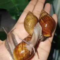 حلزون با کیفیت و قیمت مناسب