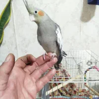 جوجه عروس هلندی