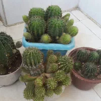 گل زیبا