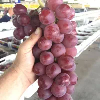 فروش انواع نهال غیر مثمر و مثمر نهالستان سالم|خدمات باغبانی و درختکاری|قمرود, |دیوار