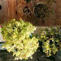 فروش گل طبیعی با گلدان سفالی|گل و گیاه طبیعی|نجف‌آباد, دلگشا|دیوار
