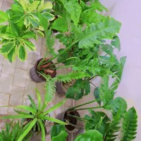 گلدون|گل و گیاه طبیعی|خمین, |دیوار