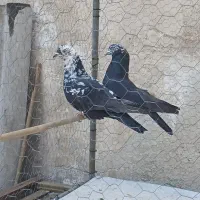 کفتر کله ماسی پرشی