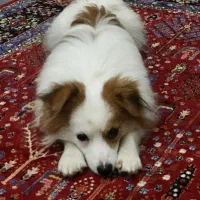 فروش فوری سگ پامر روباهی