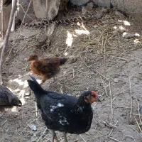 ۶عدد نیمچه گلین سراوان