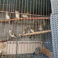 سهره کرمونی