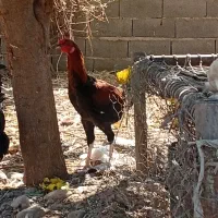 خروس لاری|حیوانات مزرعه|خان ببین, |دیوار