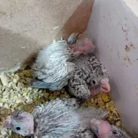 عروس هلندی|پرنده|گلبهار, شهر جدید گلبهار|دیوار