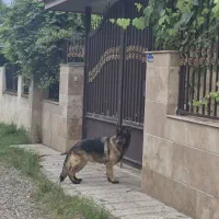 سگ ژرمن شپرد ماده