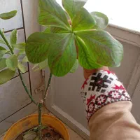 گروه بیست نفره برای کاشت و برداشت وعلف پیاز وخیار