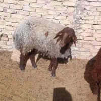 میش هترو|حیوانات مزرعه|مه ولات, |دیوار