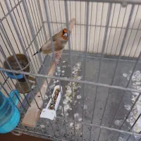 سهره دورگ کرمونی|پرنده|تهران, شهرک شهید باقری|دیوار