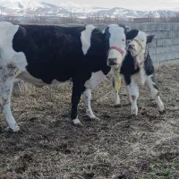 گاو گوساله|حیوانات مزرعه|سیلوانه, |دیوار