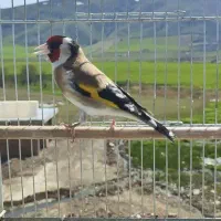 سهره جوجه سال