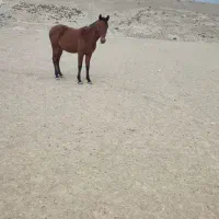 نریان 2 ساله