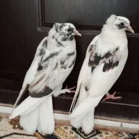 کبوترجوجه دورگ سرور|پرنده|قم, باجک یک|دیوار