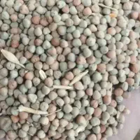 بزرگ گلرنگ و گاودانه