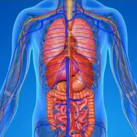 آموزش پاکسازی بدن همراه با کسب درآمد